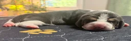 Basset Hound dogs for sale: Isabella- purple - Ad 9