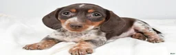 Dachshund dogs for sale: Piper - Ad 3
