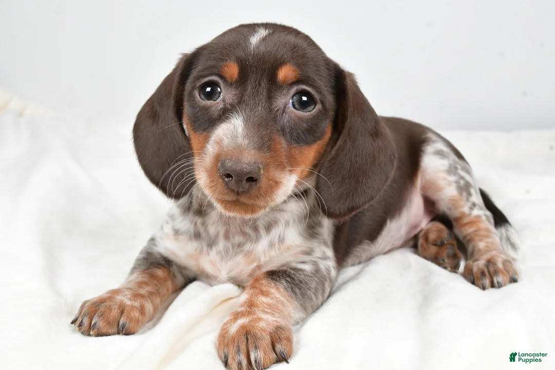Dachshund dogs for sale: Piper - Ad 3