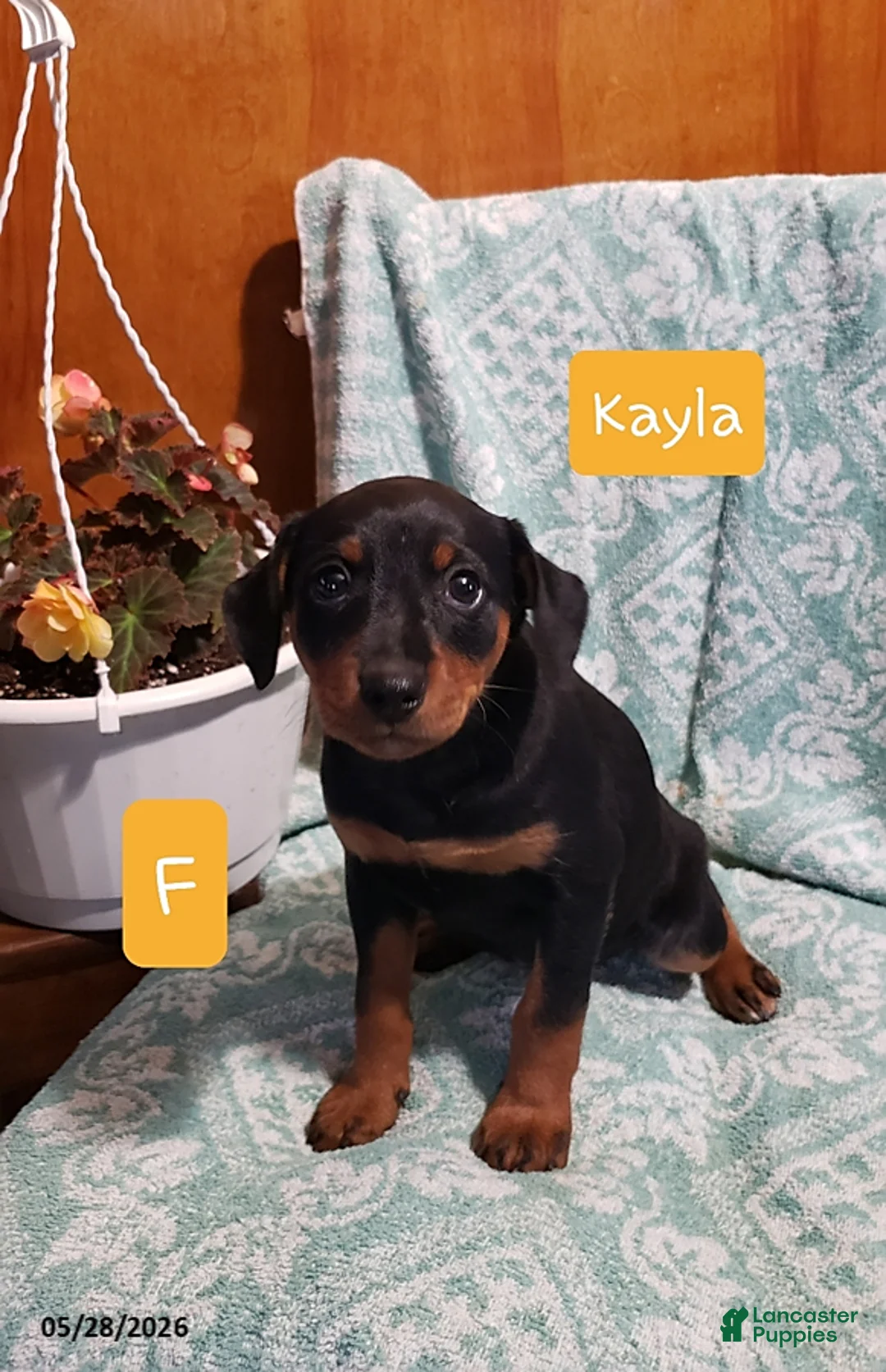 Mixed Breed dogs for sale: Kayla - Ad 1