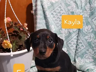 Mixed Breed dogs Kayla - Ad 6