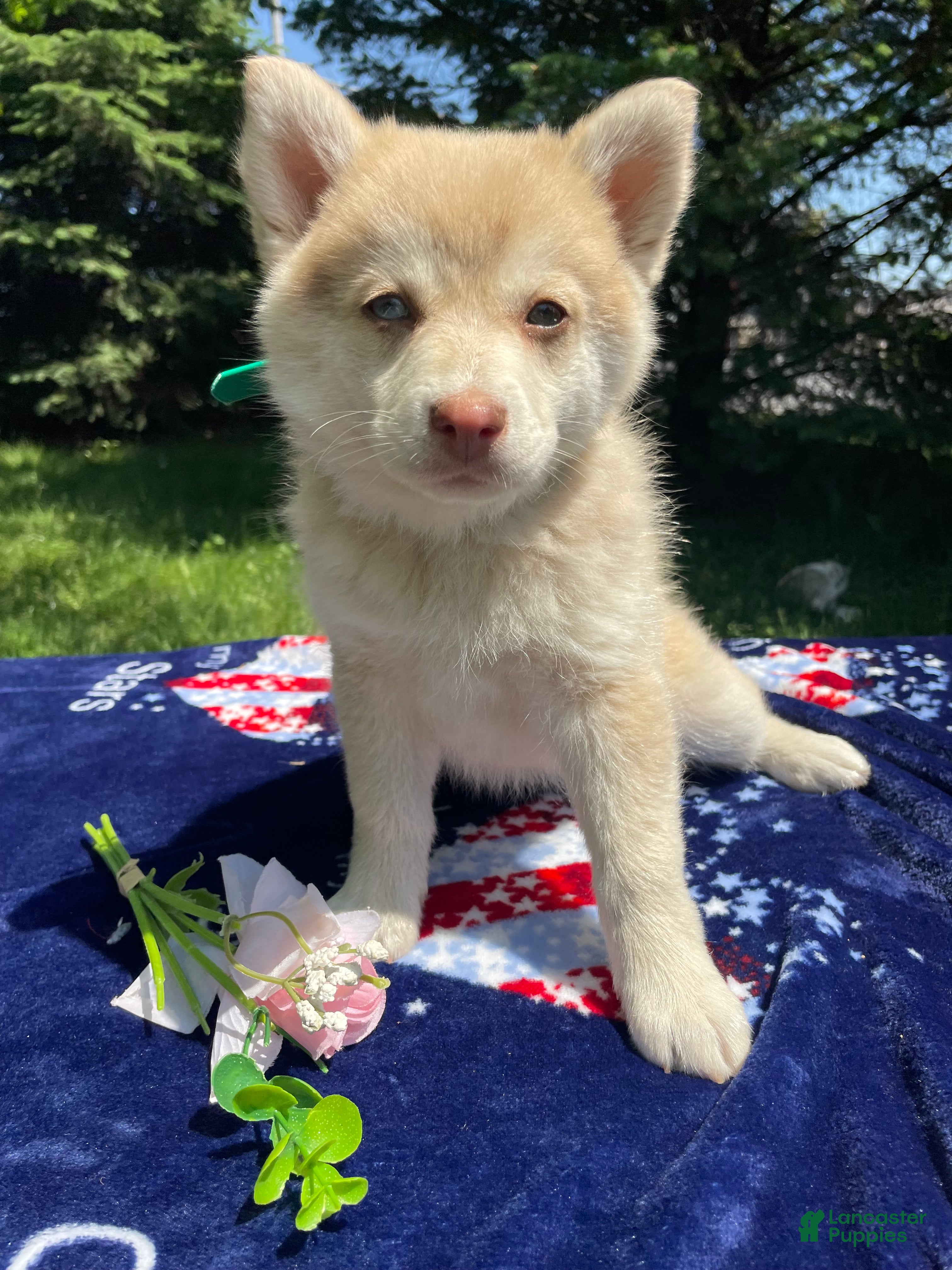 Pomsky dogs Hazel - Ad 40