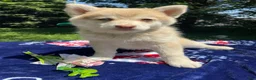 Pomsky dogs for sale: Hazel - Ad 1