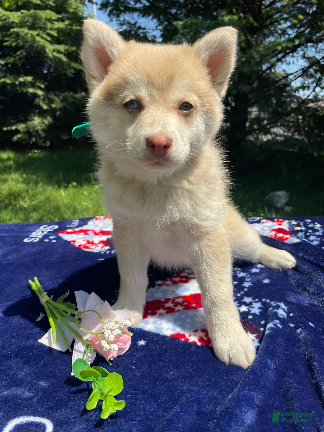Pomsky dogs for sale: Hazel - Ad 1