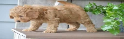 Mini Goldendoodle dogs for sale: Bentley - Ad 4