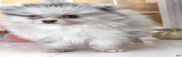 Pomeranian dogs for sale: Blackberry - Blue Merle 1 Blue Eye Pom Puppy - CH Lines! - Ad 11