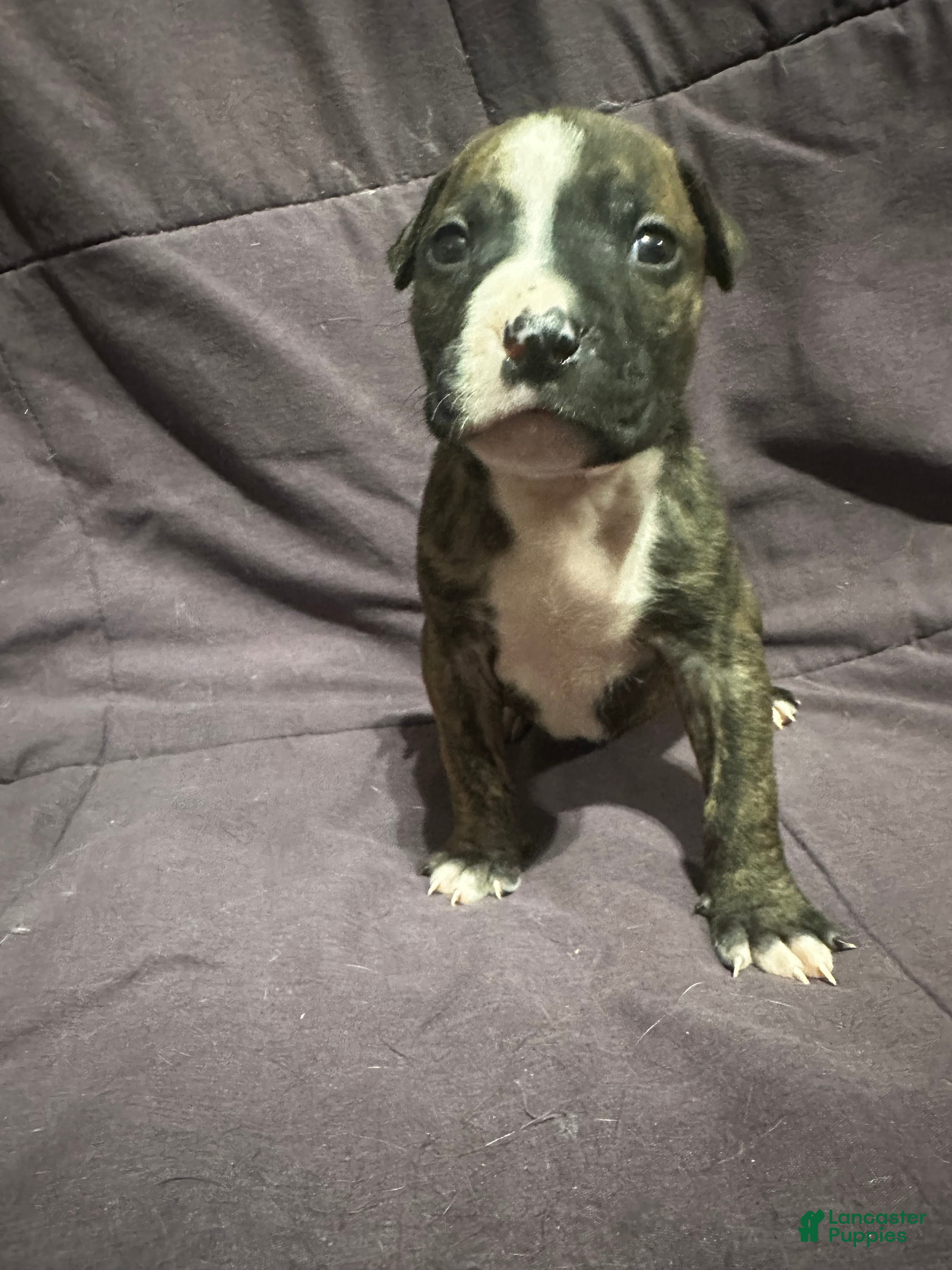 Mixed Breed dogs for sale: Mixed Pit Orange - Ad 2