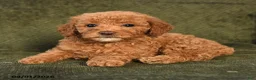 Miniature Poodle dogs for sale: Hank - Ad 3