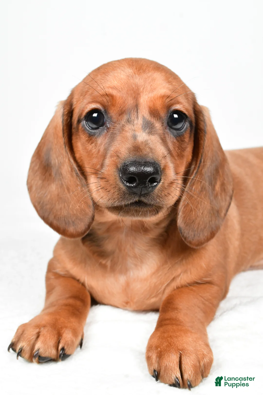 Dachshund dogs for sale: Dawson  - Ad 2