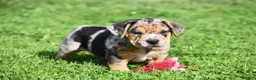 Beabull dogs for sale: Denver - Ad 6