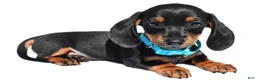 Miniature Dachshund dogs for sale: Patrick - Ad 3