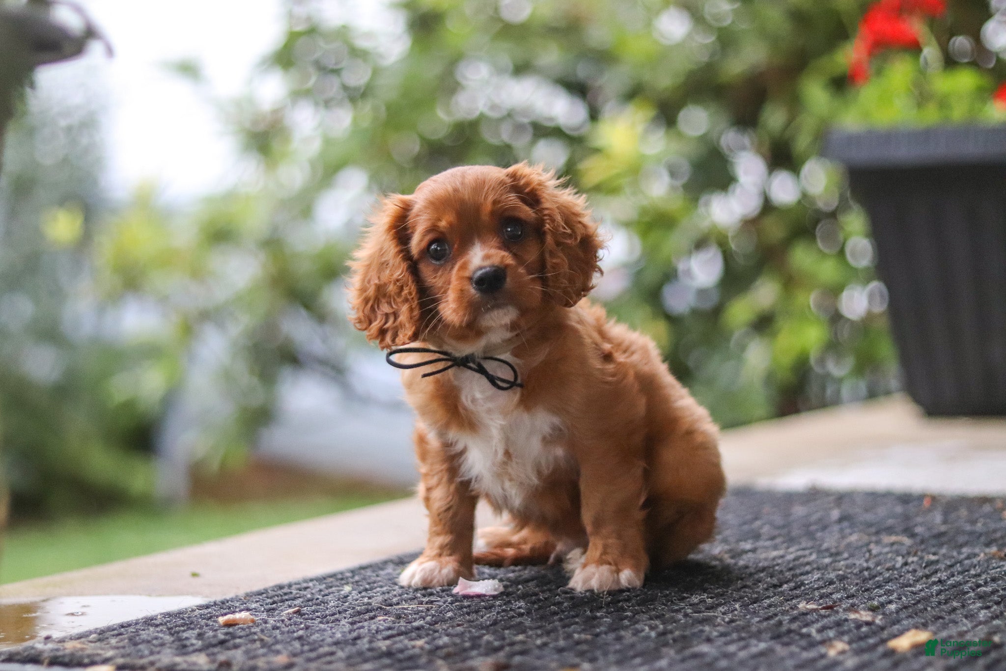 Cavalier King Charles Spaniel dogs Chase - Ad 2