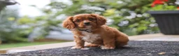 Cavalier King Charles Spaniel dogs for sale: Chase - Ad 2