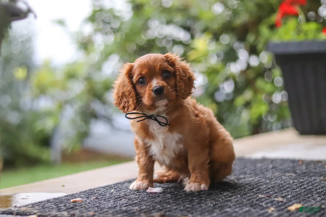 Cavalier King Charles Spaniel dogs for sale: Chase - Ad 2