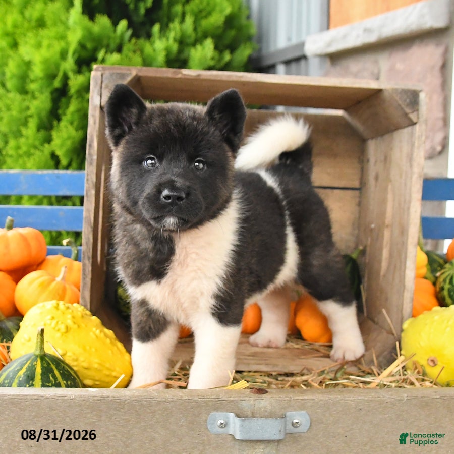Akita dogs Nora - Ad 2