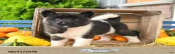 Akita dogs for sale: Nora - Ad 3