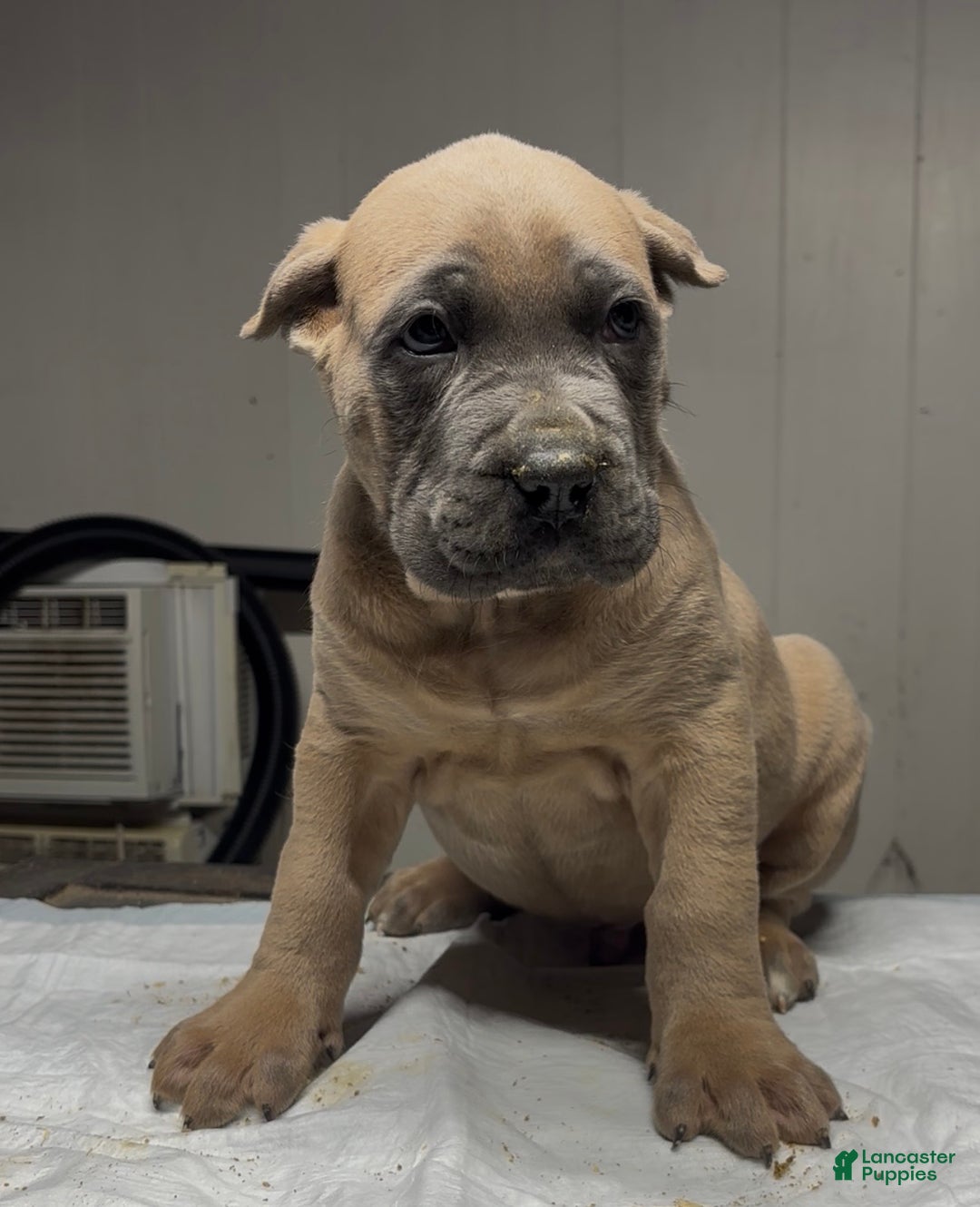 Cane Corso dogs for sale: Cane Corso Puppy 1 - Ad 1