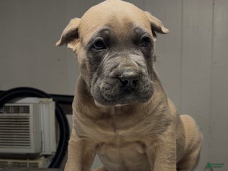 Cane Corso dogs Cane Corso Puppy 1 - Ad 38