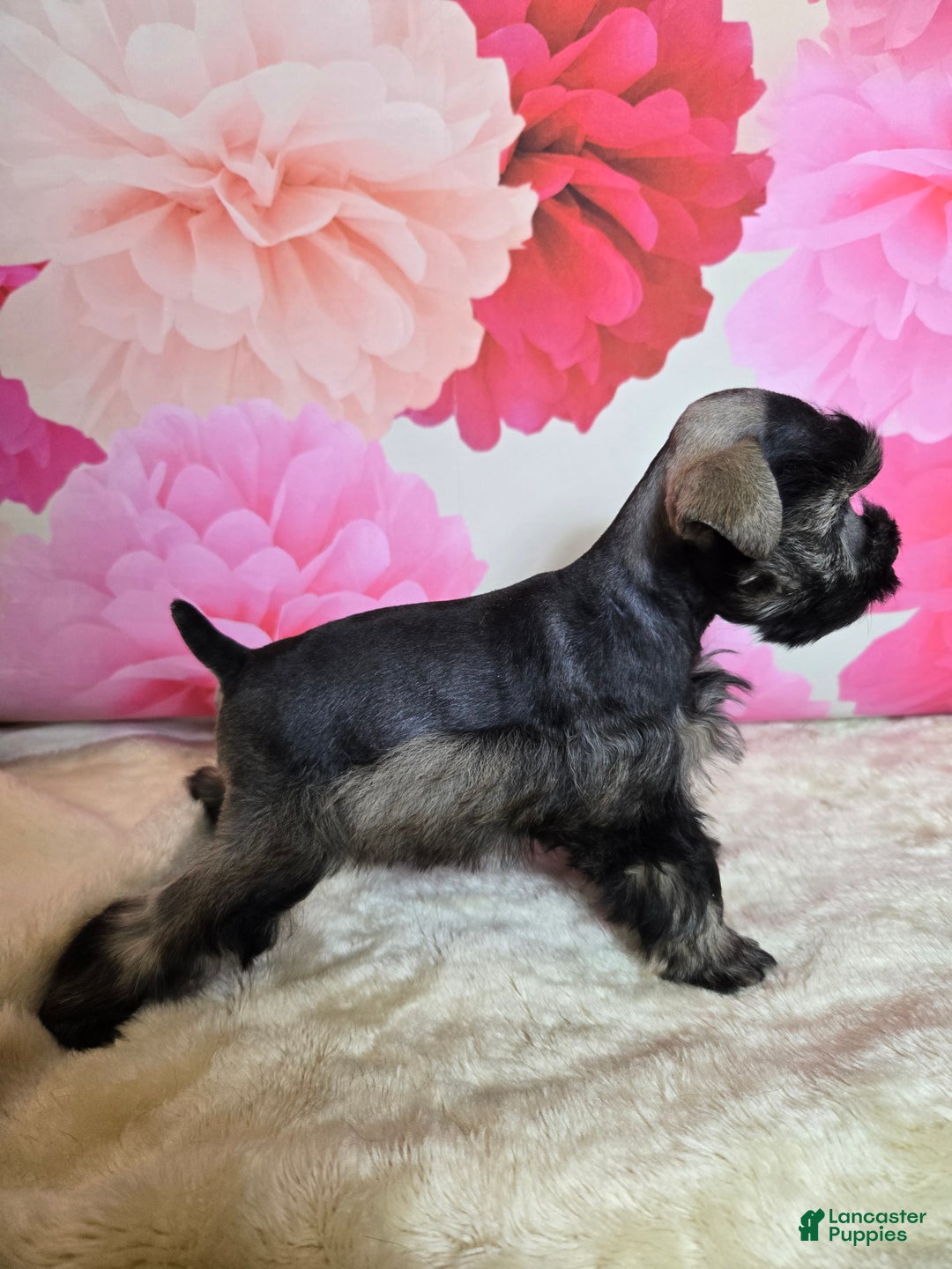 Miniature Schnauzer dogs for sale: Boo - Ad 5