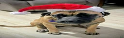 Mixed Breed dogs for sale: Yellow collar  - Ad 5