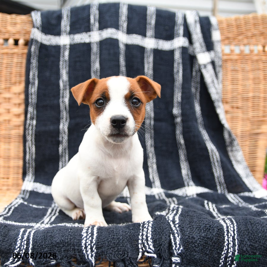 Jack Russell Terrier dogs Jill - Ad 1