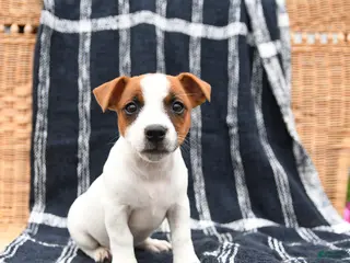 Jack Russell Terrier dogs for sale: Jill - Ad 3