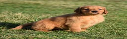 Golden Retriever dogs for sale: Tammy     Genetic/OFA - Ad 11