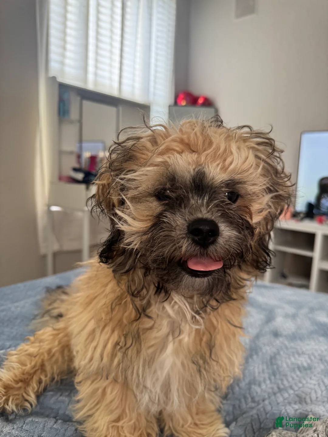 Shih Tzu dogs for sale: Shih Tzu Puppy 1 - Ad 1