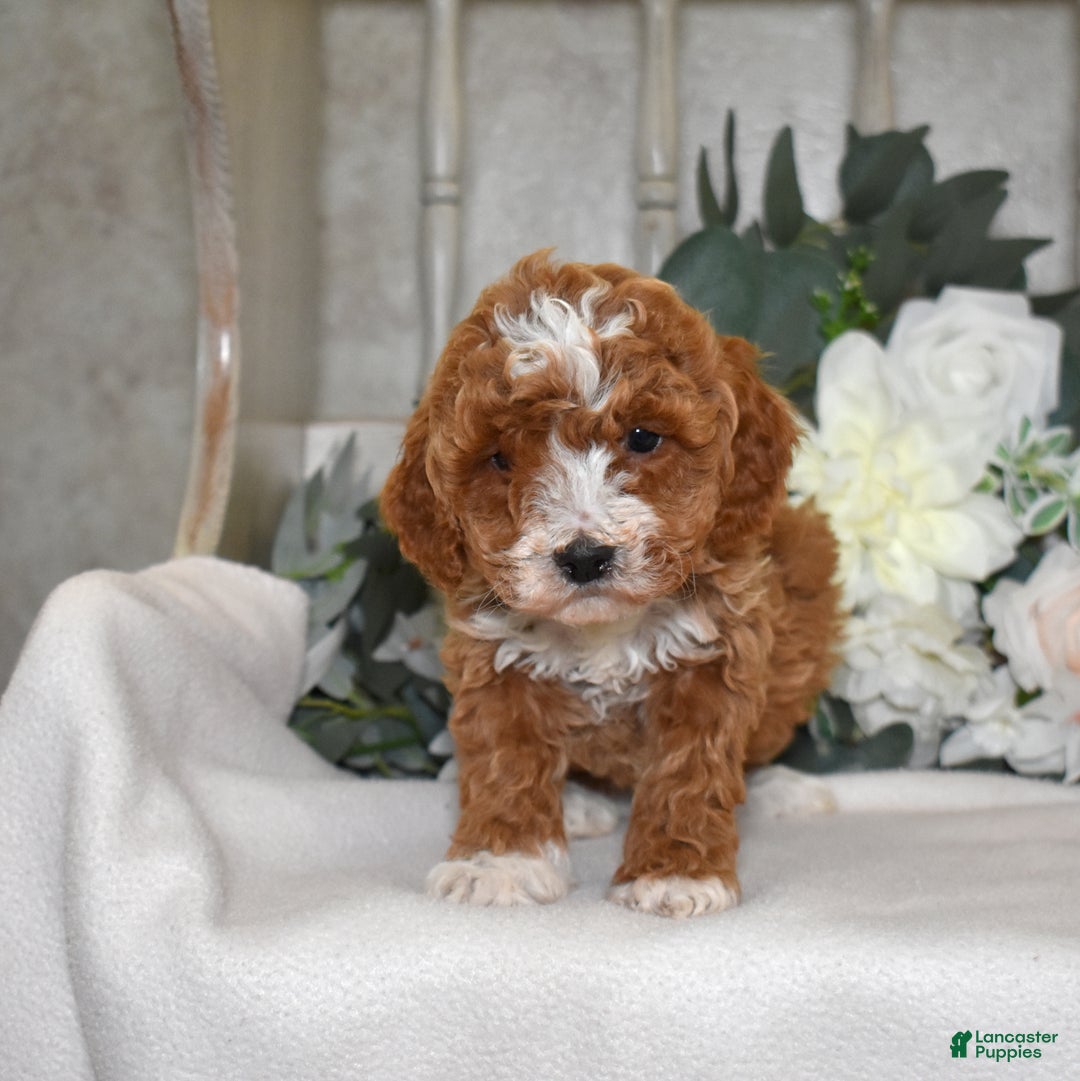 Miniature Poodle dogs for sale: Jasmine - Ad 1