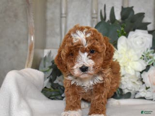 Miniature Poodle dogs Jasmine - Ad 17
