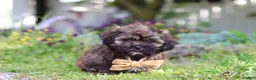 Shihpoo dogs for sale: Taylor - Ad 5