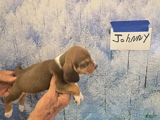 Beagle dogs Johnny - Ad 7