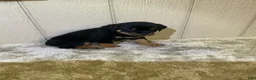 Rottweiler dogs for sale: Rottweiler 3 - Ad 12
