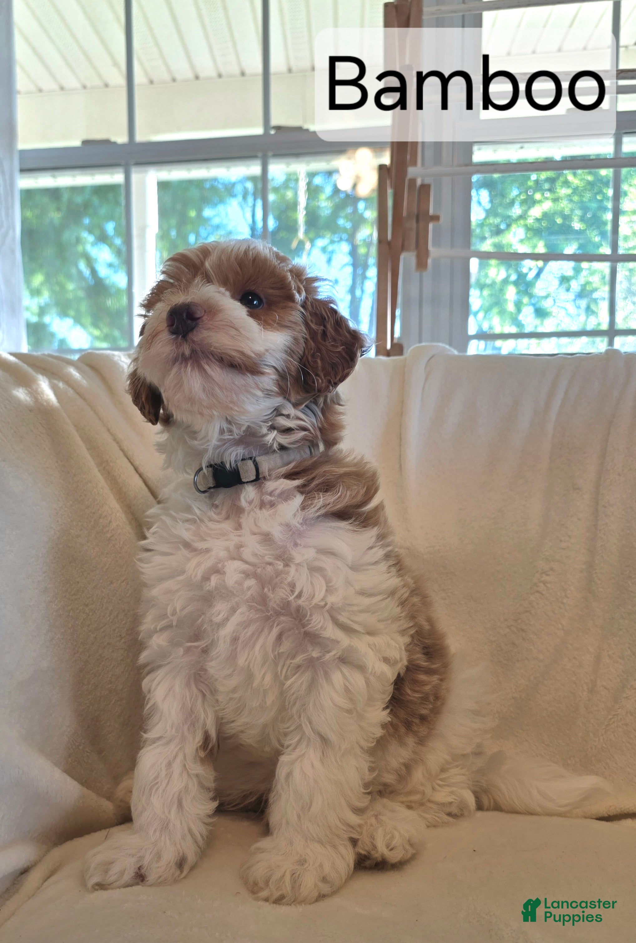 Irish Doodle dogs Baby Bamboo raised in our home - Ad 2