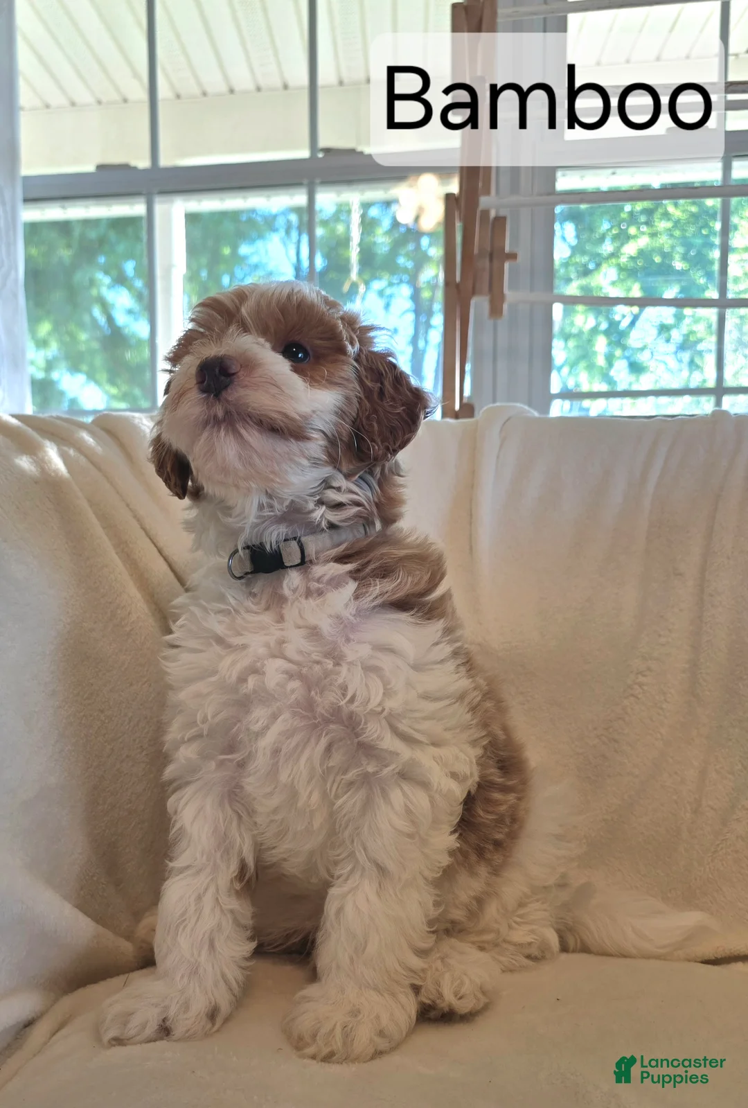 Irish Doodle dogs for sale: Baby Bamboo raised in our home - Ad 2