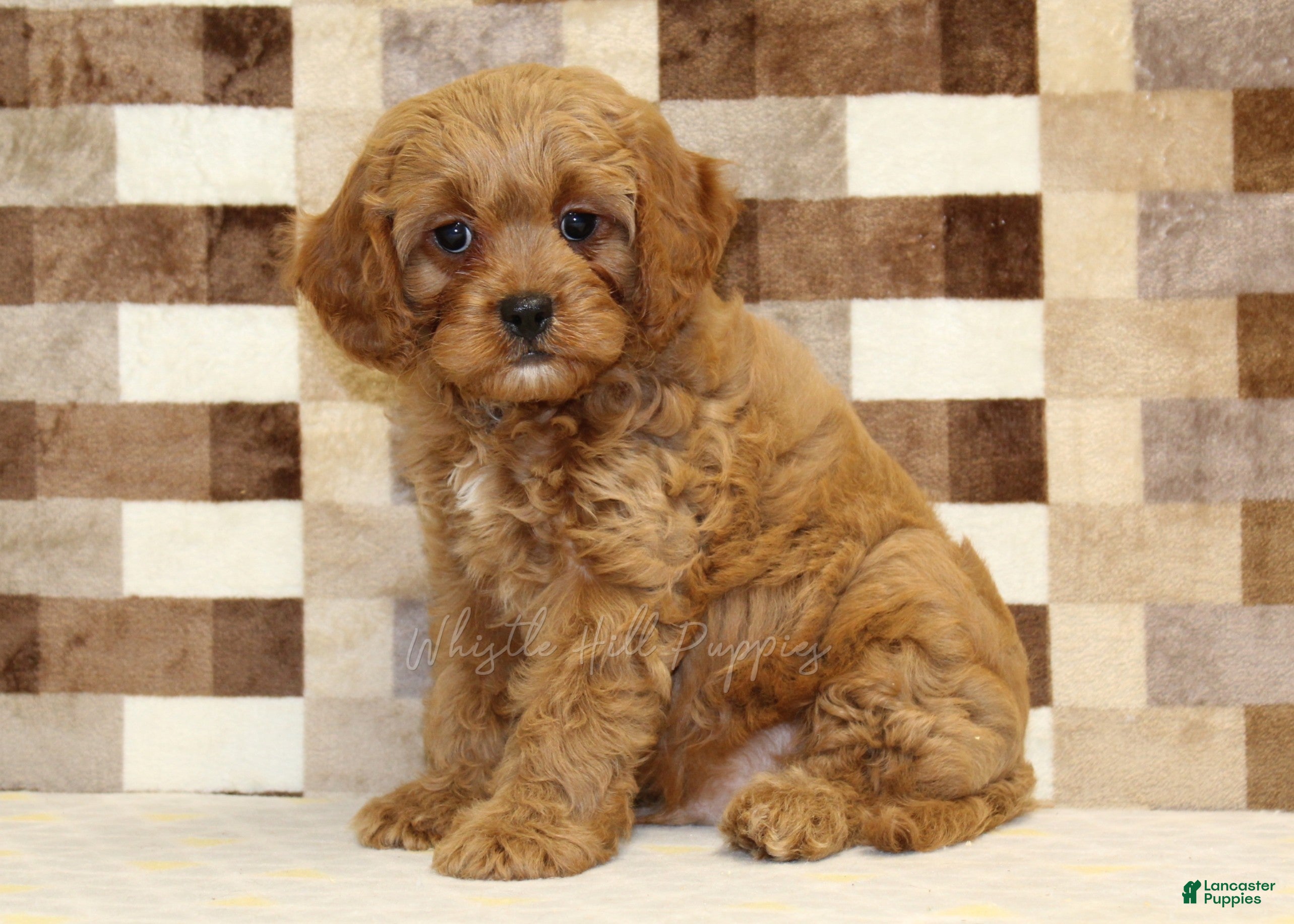 Cavapoo dogs Dylan - Ad 1