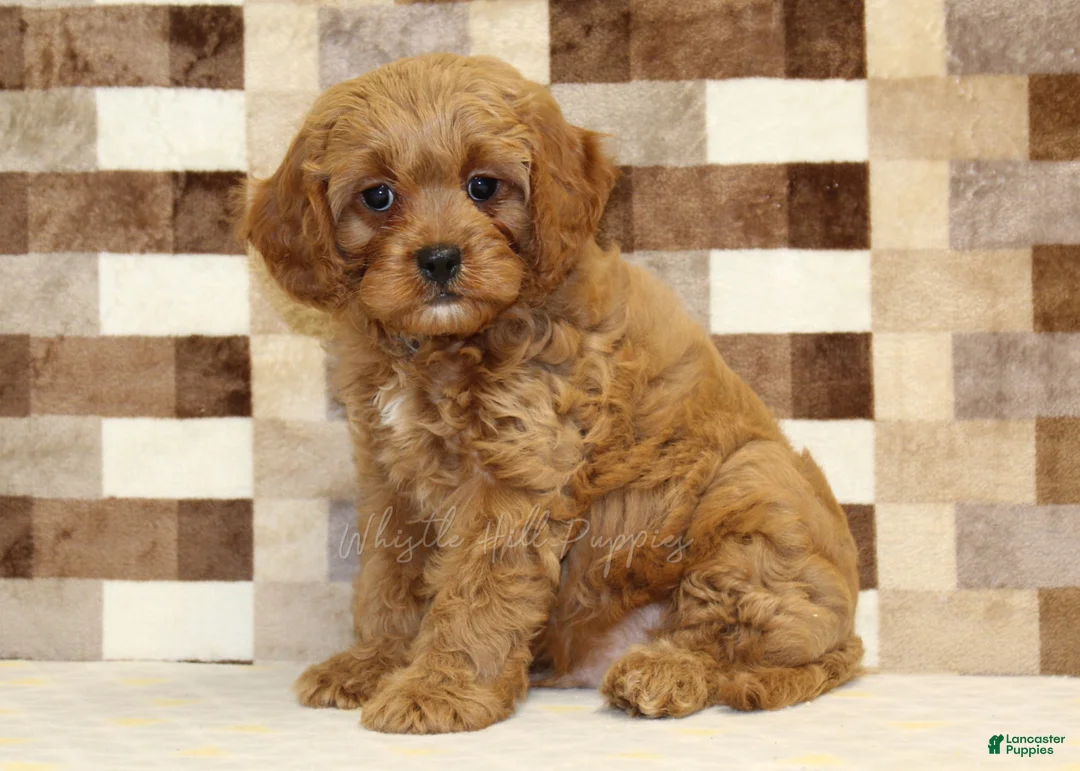 Cavapoo dogs for sale: Dylan - Ad 1
