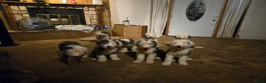 Old English Sheepdog Puppy 9