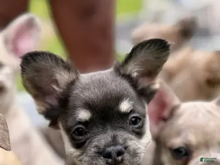 French Bulldog dogs Georgia - Ad 1