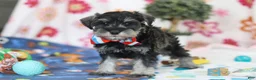 Miniature Schnauzer dogs for sale: Ian - Ad 3