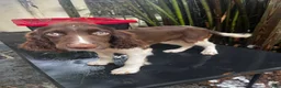 English Springer Spaniel dogs for sale:  English Springer Spaniel 2 - Ad 6