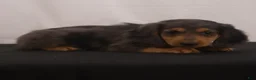 Dachshund dogs for sale: Ike - Ad 11