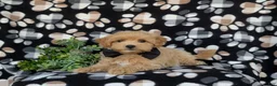 Maltipoo dogs for sale: Ryce 6 lbs Full Grown - Ad 6