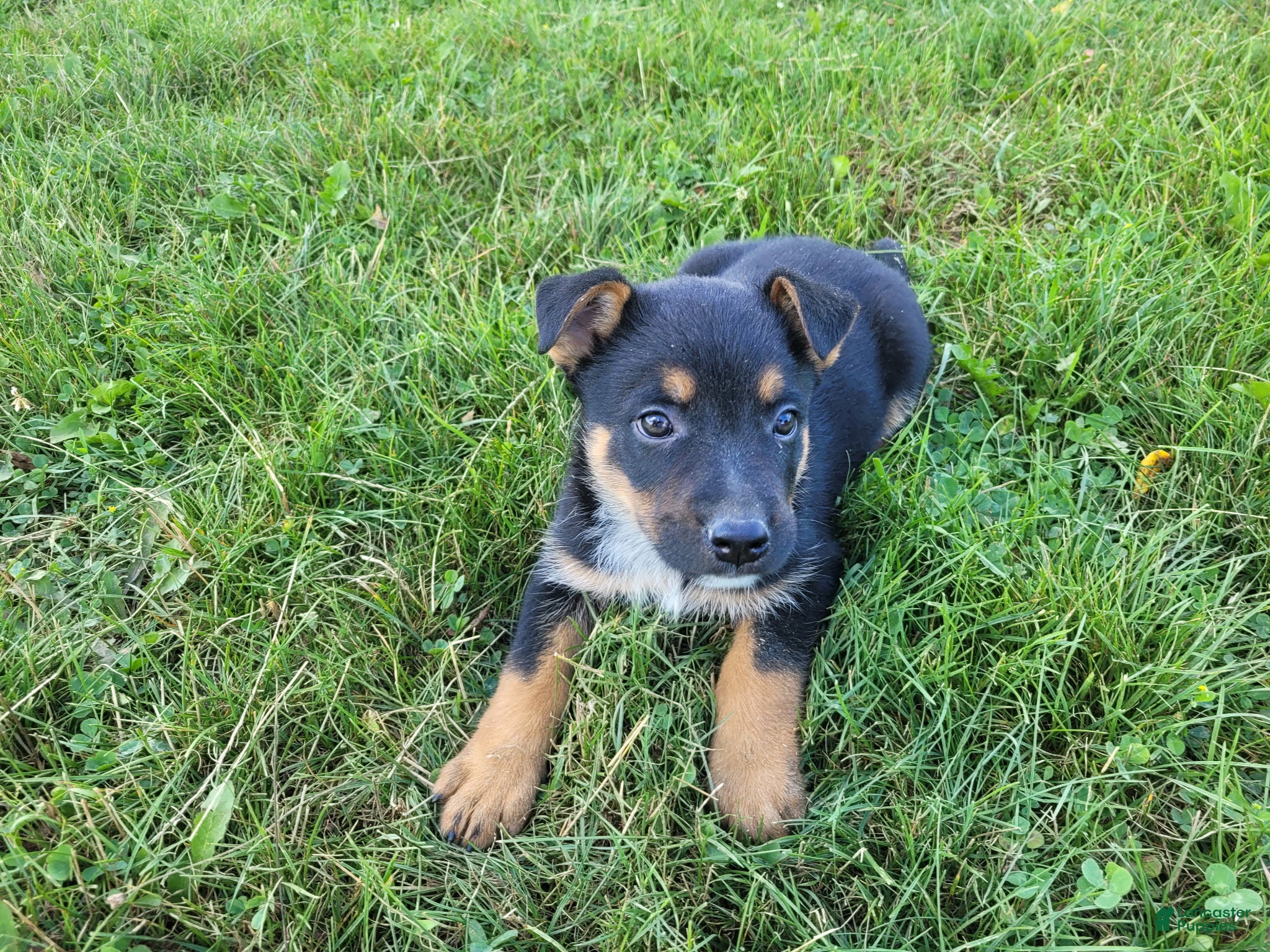 Mixed Breed dogs Max - Ad 1