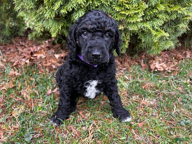 Standard Poodle dogs ⚓️Harbor-AKC Standard🐩 - Ad 2