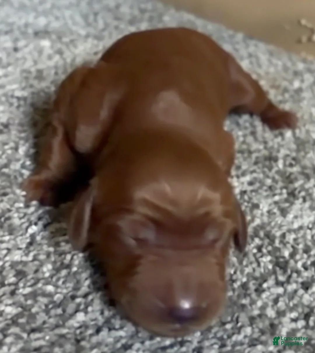 Irish Setter dogs for sale: Irish Setter 8 - Ad 1