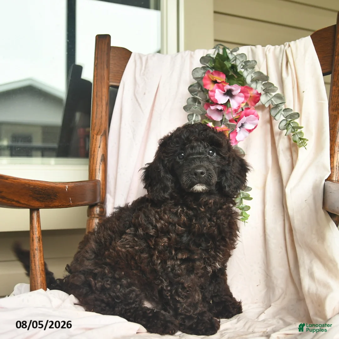 Miniature Poodle dogs for sale: Jordan  - Ad 1