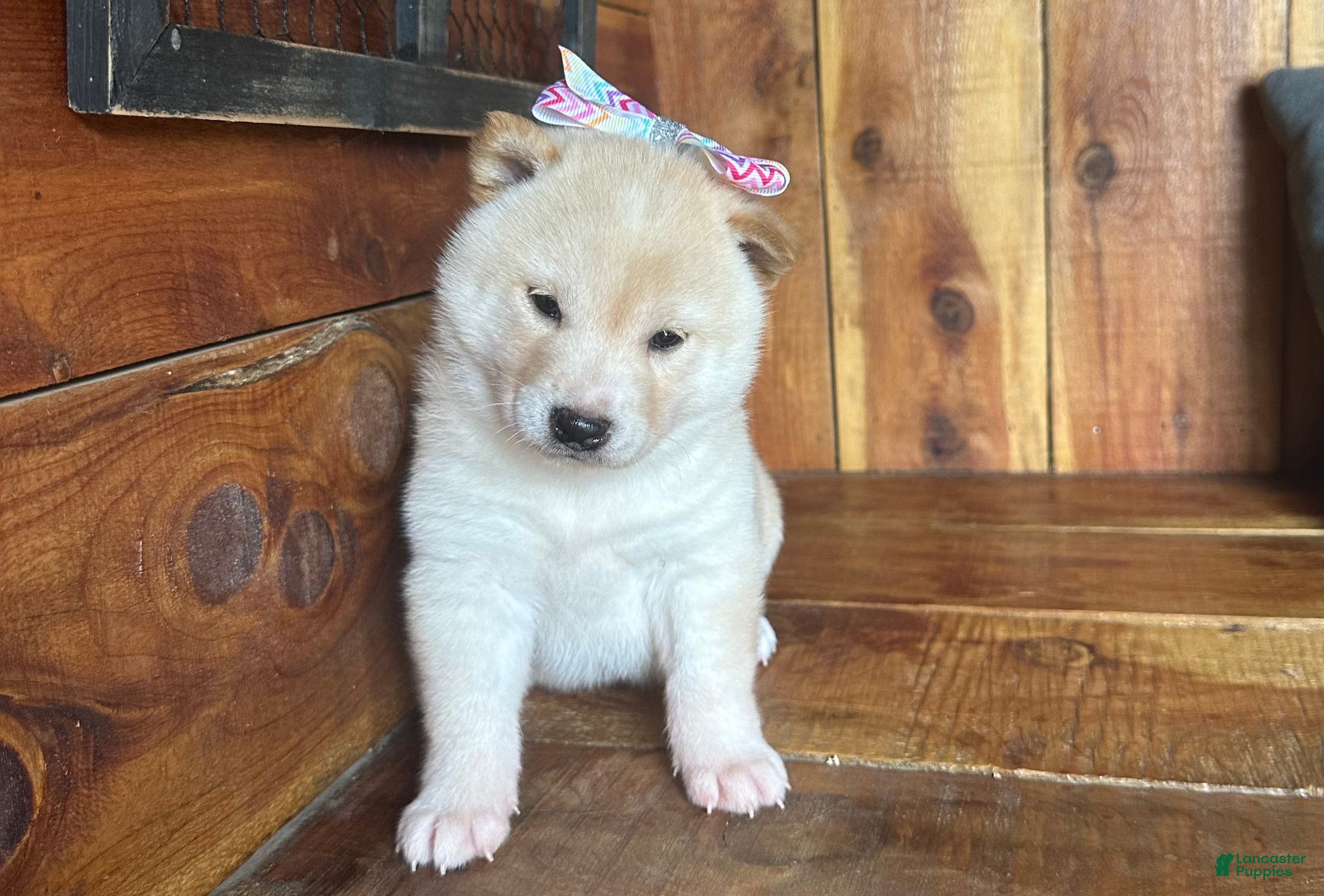 Shiba Inu dogs Shiba Inu Puppy 1 - Ad 1