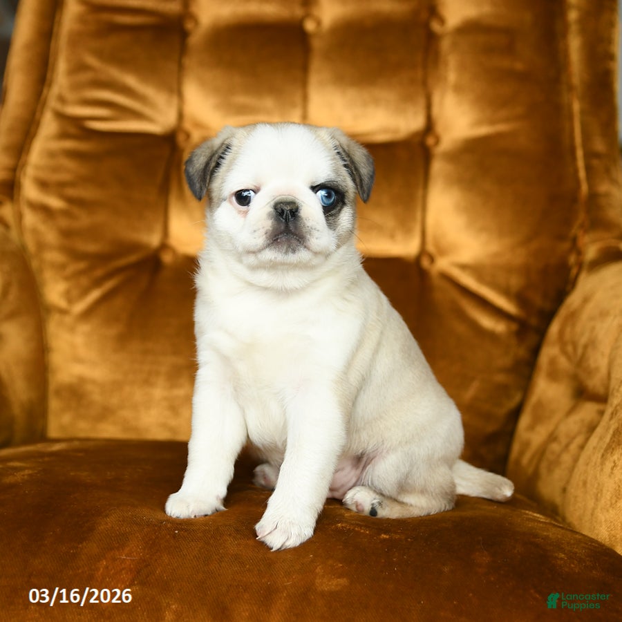Pug dogs Macy - Ad 2