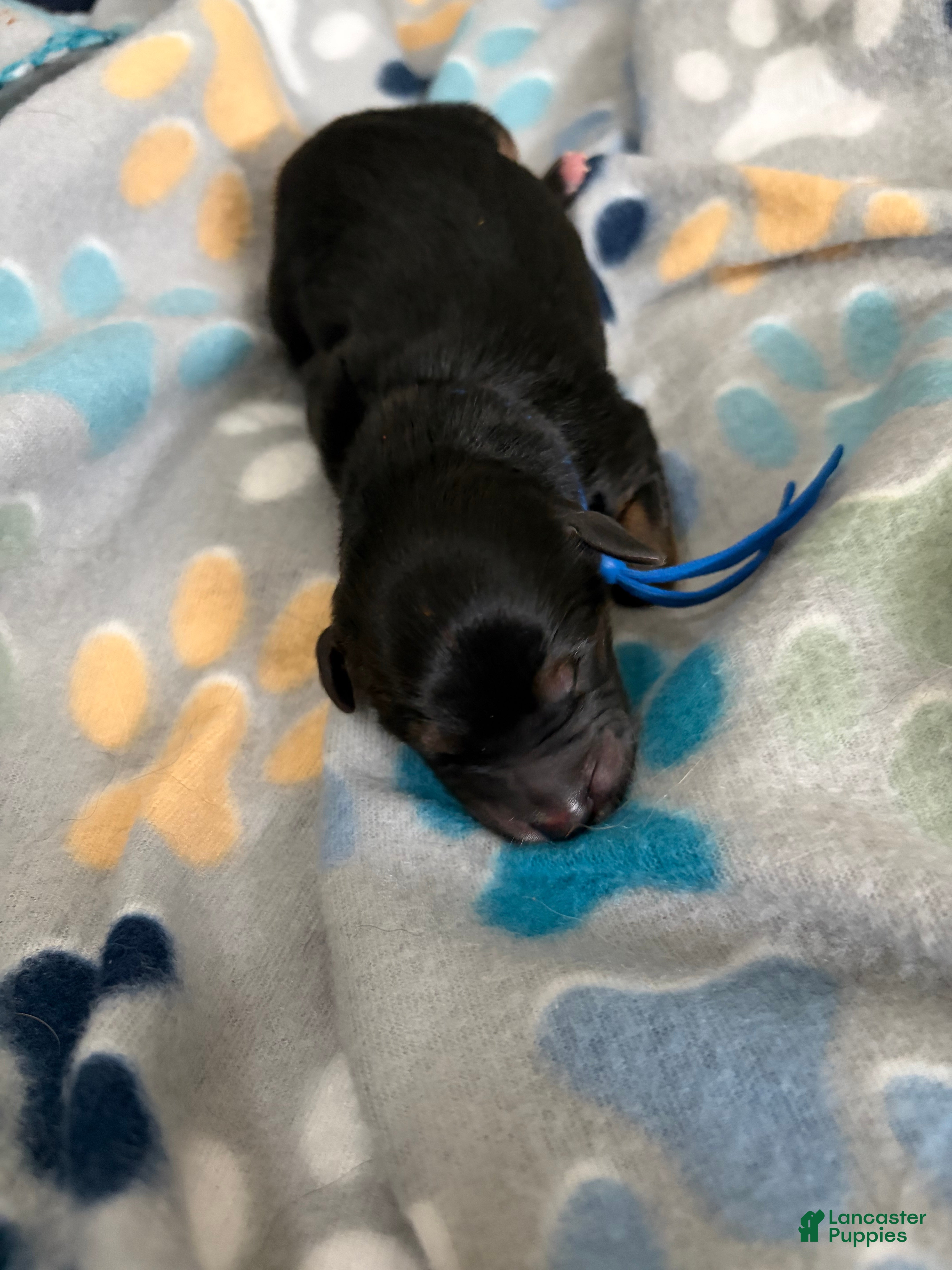 Mixed Breed dogs Mixed Breed Puppy 10 - Ad 16